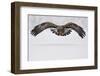 Golden eagle in flight over snow, Lapland, Sweden-Staffan Widstrand-Framed Photographic Print