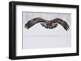 Golden eagle in flight over snow, Lapland, Sweden-Staffan Widstrand-Framed Photographic Print