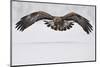 Golden eagle in flight over snow, Lapland, Sweden-Staffan Widstrand-Mounted Photographic Print