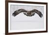 Golden eagle in flight over snow, Lapland, Sweden-Staffan Widstrand-Framed Photographic Print