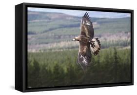 Golden Eagle in Flight-null-Framed Stretched Canvas