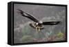 Golden Eagle in Flight-null-Framed Stretched Canvas