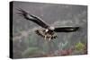 Golden Eagle in Flight-null-Stretched Canvas