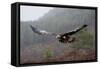 Golden Eagle in Flight-null-Framed Stretched Canvas