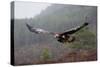 Golden Eagle in Flight-null-Stretched Canvas