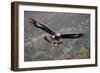 Golden Eagle in Flight-null-Framed Photographic Print