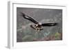 Golden Eagle in Flight-null-Framed Photographic Print