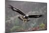 Golden Eagle in Flight-null-Mounted Photographic Print