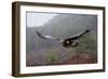 Golden Eagle in Flight-null-Framed Photographic Print