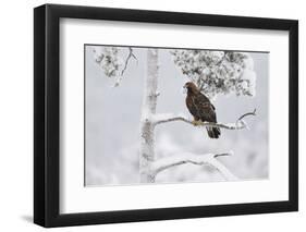 Golden eagle in snow covered tree, Lapland, Sweden-Staffan Widstrand-Framed Photographic Print