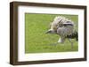 Golden Eagle in the Trans-Ili Alatau mountains, Kazakhstan-Keren Su-Framed Photographic Print