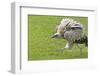 Golden Eagle in the Trans-Ili Alatau mountains, Kazakhstan-Keren Su-Framed Photographic Print