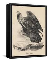 Golden Eagle, Litho by J.T. Bowen, from 'Birds of America', 1840-John James Audubon-Framed Stretched Canvas