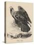 Golden Eagle, Litho by J.T. Bowen, from 'Birds of America', 1840-John James Audubon-Stretched Canvas