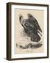 Golden Eagle, Litho by J.T. Bowen, from 'Birds of America', 1840-John James Audubon-Framed Giclee Print