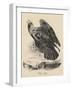 Golden Eagle, Litho by J.T. Bowen, from 'Birds of America', 1840-John James Audubon-Framed Giclee Print