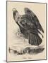 Golden Eagle, Litho by J.T. Bowen, from 'Birds of America', 1840-John James Audubon-Mounted Giclee Print
