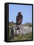Golden Eagle, on Moorland, Captive, United Kingdom, Europe-Toon Ann & Steve-Framed Stretched Canvas