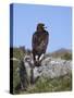 Golden Eagle, on Moorland, Captive, United Kingdom, Europe-Toon Ann & Steve-Stretched Canvas