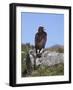 Golden Eagle, on Moorland, Captive, United Kingdom, Europe-Toon Ann & Steve-Framed Photographic Print