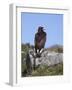 Golden Eagle, on Moorland, Captive, United Kingdom, Europe-Toon Ann & Steve-Framed Photographic Print