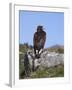 Golden Eagle, on Moorland, Captive, United Kingdom, Europe-Toon Ann & Steve-Framed Photographic Print