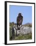 Golden Eagle, on Moorland, Captive, United Kingdom, Europe-Toon Ann & Steve-Framed Photographic Print