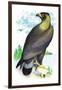 Golden Eagle, Ring-Tailed Eagle-Theodore Jasper-Framed Art Print