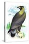 Golden Eagle, Ring-Tailed Eagle-Theodore Jasper-Stretched Canvas