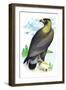 Golden Eagle, Ring-Tailed Eagle-Theodore Jasper-Framed Art Print