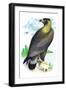 Golden Eagle, Ring-Tailed Eagle-Theodore Jasper-Framed Art Print