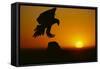 Golden Eagle Silhouette at Sunrise-W. Perry Conway-Framed Stretched Canvas