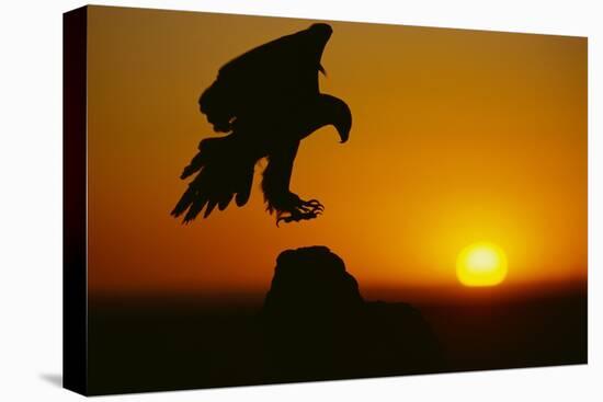 Golden Eagle Silhouette at Sunrise-W. Perry Conway-Stretched Canvas