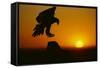 Golden Eagle Silhouette at Sunrise-W. Perry Conway-Framed Stretched Canvas