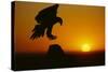 Golden Eagle Silhouette at Sunrise-W. Perry Conway-Stretched Canvas