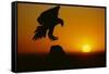 Golden Eagle Silhouette at Sunrise-W. Perry Conway-Framed Stretched Canvas
