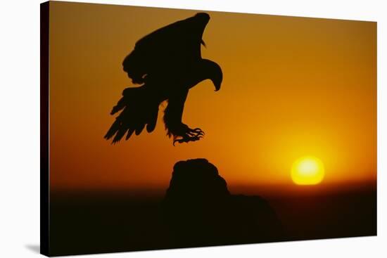 Golden Eagle Silhouette at Sunrise-W. Perry Conway-Stretched Canvas