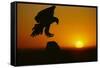 Golden Eagle Silhouette at Sunrise-W. Perry Conway-Framed Stretched Canvas