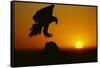 Golden Eagle Silhouette at Sunrise-W. Perry Conway-Framed Stretched Canvas