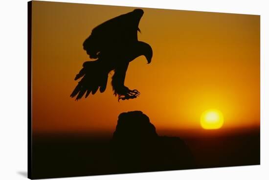 Golden Eagle Silhouette at Sunrise-W. Perry Conway-Stretched Canvas