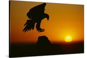 Golden Eagle Silhouette at Sunrise-W. Perry Conway-Stretched Canvas