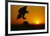 Golden Eagle Silhouette at Sunrise-W. Perry Conway-Framed Photographic Print