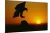 Golden Eagle Silhouette at Sunrise-W. Perry Conway-Mounted Photographic Print