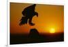 Golden Eagle Silhouette at Sunrise-W. Perry Conway-Framed Photographic Print