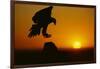 Golden Eagle Silhouette at Sunrise-W. Perry Conway-Framed Photographic Print