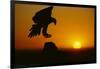 Golden Eagle Silhouette at Sunrise-W. Perry Conway-Framed Photographic Print