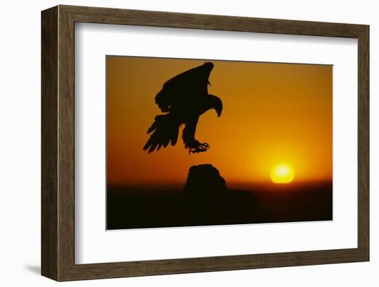 Golden Eagle Silhouette at Sunrise-W. Perry Conway-Framed Photographic Print