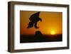 Golden Eagle Silhouette at Sunrise-W. Perry Conway-Framed Photographic Print