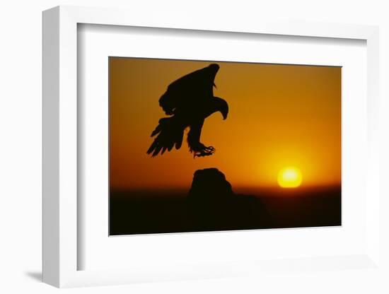 Golden Eagle Silhouette at Sunrise-W. Perry Conway-Framed Photographic Print