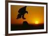 Golden Eagle Silhouette at Sunrise-W. Perry Conway-Framed Photographic Print